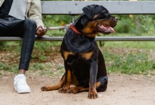 A Rottweiler dog sitting on a leash beside its owner on a park bench.