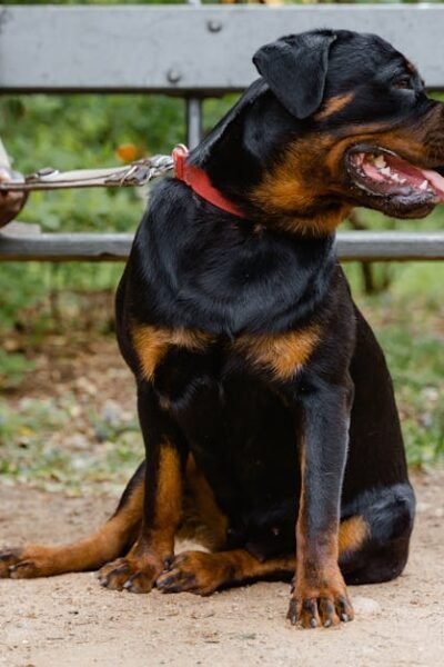 A Rottweiler dog sitting on a leash beside its owner on a park bench.