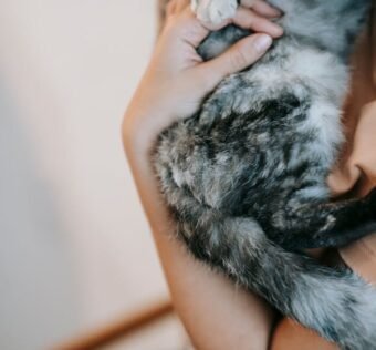 From above side view of crop anonymous female embracing cat with gray and black fur in daytime