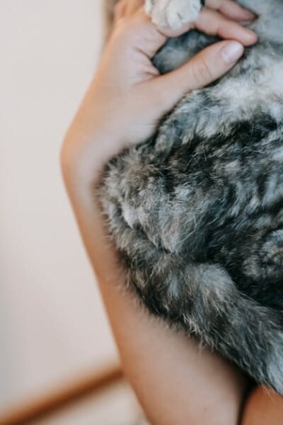 From above side view of crop anonymous female embracing cat with gray and black fur in daytime