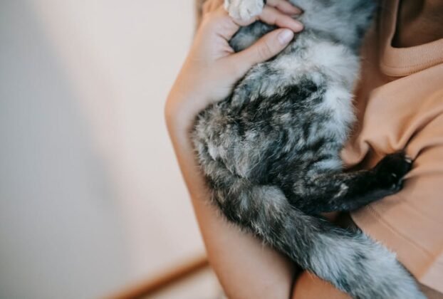 From above side view of crop anonymous female embracing cat with gray and black fur in daytime
