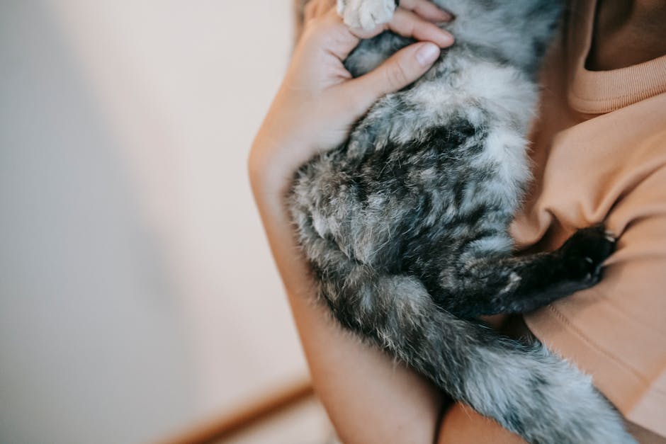 From above side view of crop anonymous female embracing cat with gray and black fur in daytime
