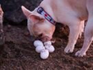 Cute French bulldog sniffing a cluster of white eggs on sandy ground.