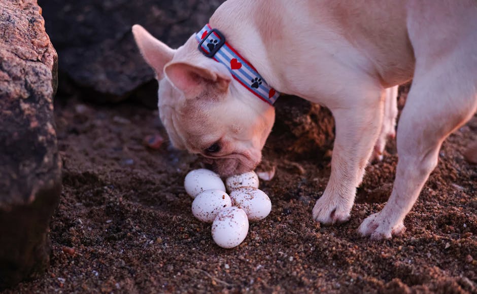 Cute French bulldog sniffing a cluster of white eggs on sandy ground.