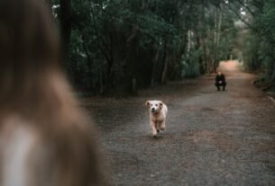 Energetic golden retriever puppy joyfully running on a forest path towards owner.