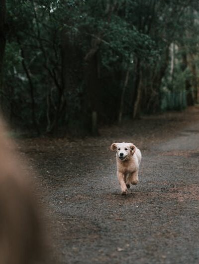 Energetic golden retriever puppy joyfully running on a forest path towards owner.
