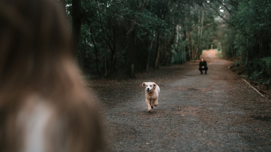 Energetic golden retriever puppy joyfully running on a forest path towards owner.