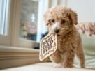 Full length cute little Poodle puppy with curly hair walking on soft cozy bed near window and carrying wooden hot pad in mouth with inscription Best Dad Ever