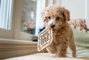 Full length cute little Poodle puppy with curly hair walking on soft cozy bed near window and carrying wooden hot pad in mouth with inscription Best Dad Ever