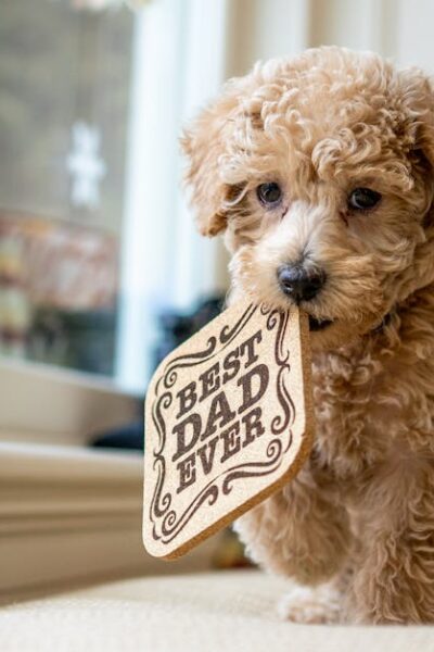Full length cute little Poodle puppy with curly hair walking on soft cozy bed near window and carrying wooden hot pad in mouth with inscription Best Dad Ever