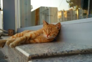 A cute ginger cat taking a nap on a stone ledge outside during the day.