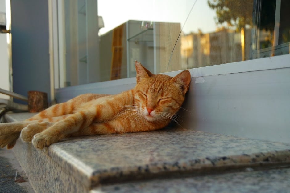 A cute ginger cat taking a nap on a stone ledge outside during the day.