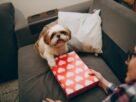 Adorable Shih Tzu holding a heart-patterned gift box while sitting on a couch indoors.