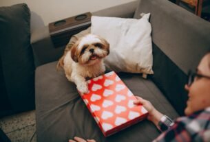 Adorable Shih Tzu holding a heart-patterned gift box while sitting on a couch indoors.