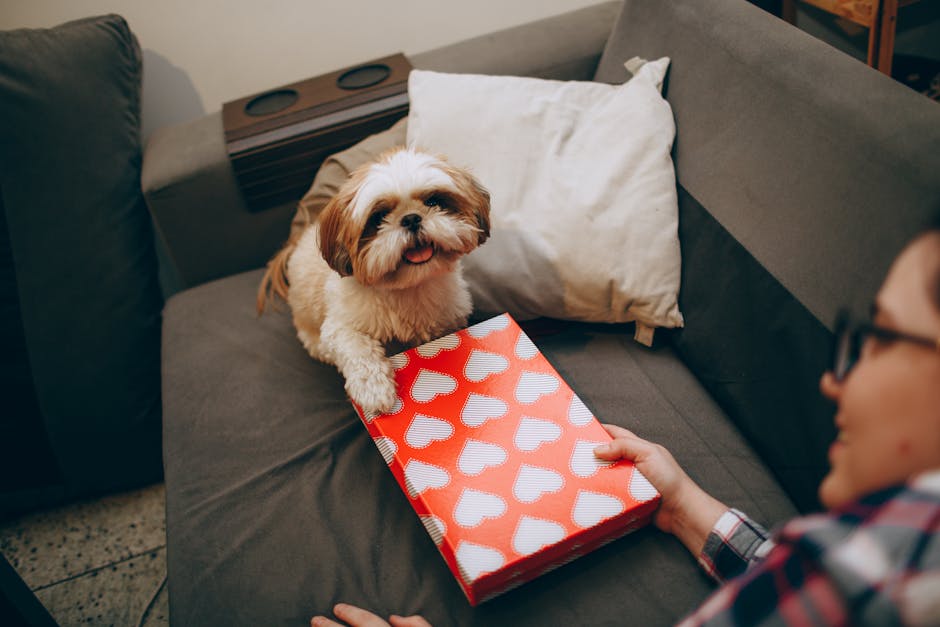 Adorable Shih Tzu holding a heart-patterned gift box while sitting on a couch indoors.