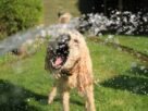 A Golden Doodle dog joyfully playing in a garden sprinkler on a sunny summer day.