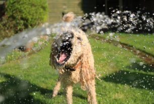 A Golden Doodle dog joyfully playing in a garden sprinkler on a sunny summer day.