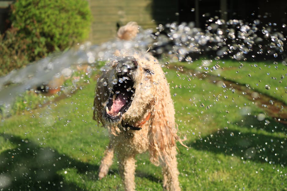 A Golden Doodle dog joyfully playing in a garden sprinkler on a sunny summer day.