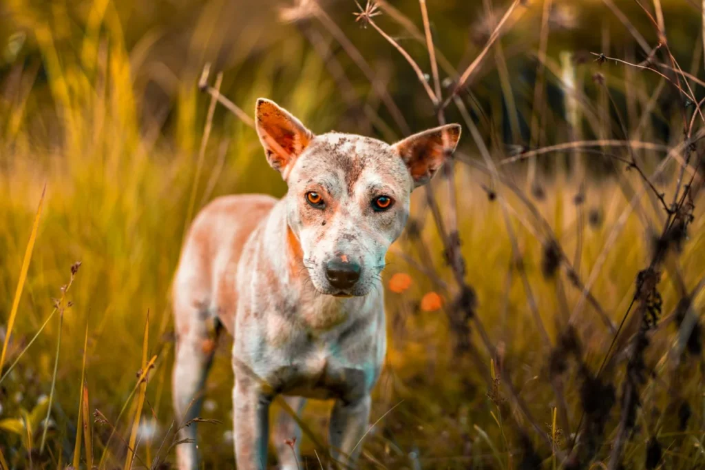 Cachorro Sofre de Alopecia?