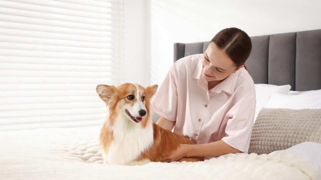 Pets em Hospitais Com os Tutores