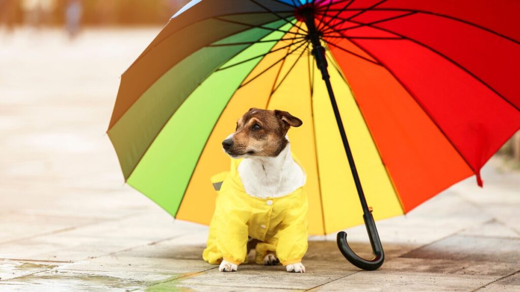 Por que a chuva altera a rotina do pet