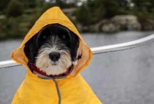 Por que a chuva altera a rotina do pet