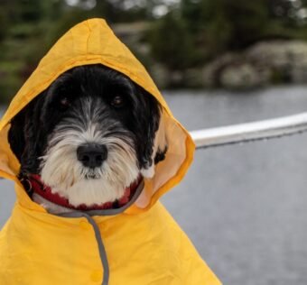 Por que a chuva altera a rotina do pet