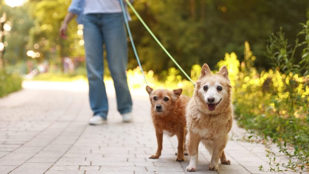 Porque devo passear com o meu Pet