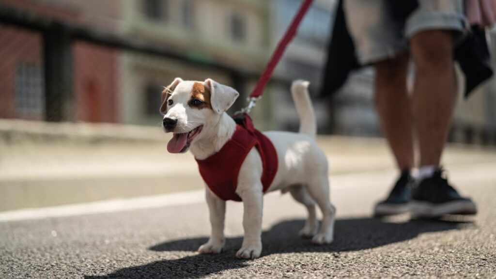 Porque devo passear com o meu Pet