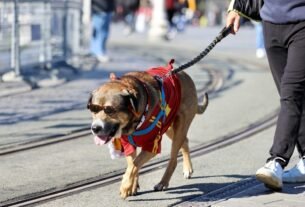 Porque devo passear com o meu Pet