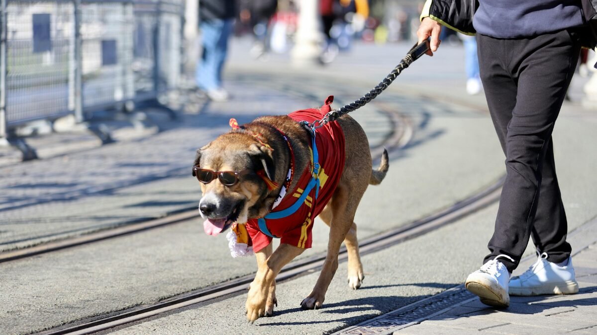 Porque devo passear com o meu Pet