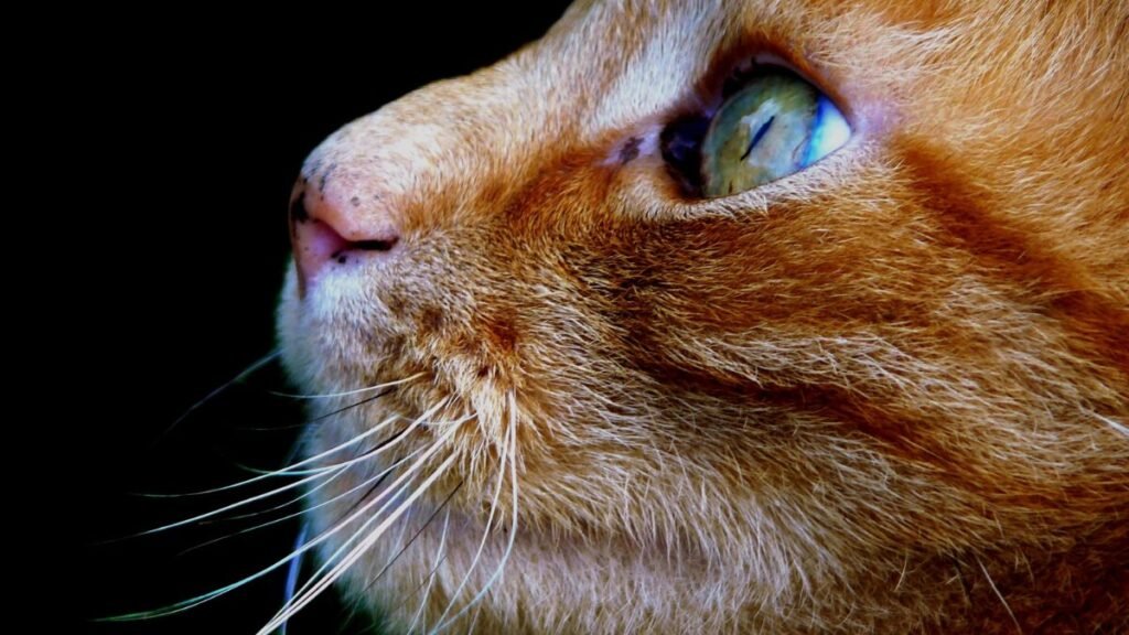 12 Motivos pelos quais Deus colocou um gato na sua vida