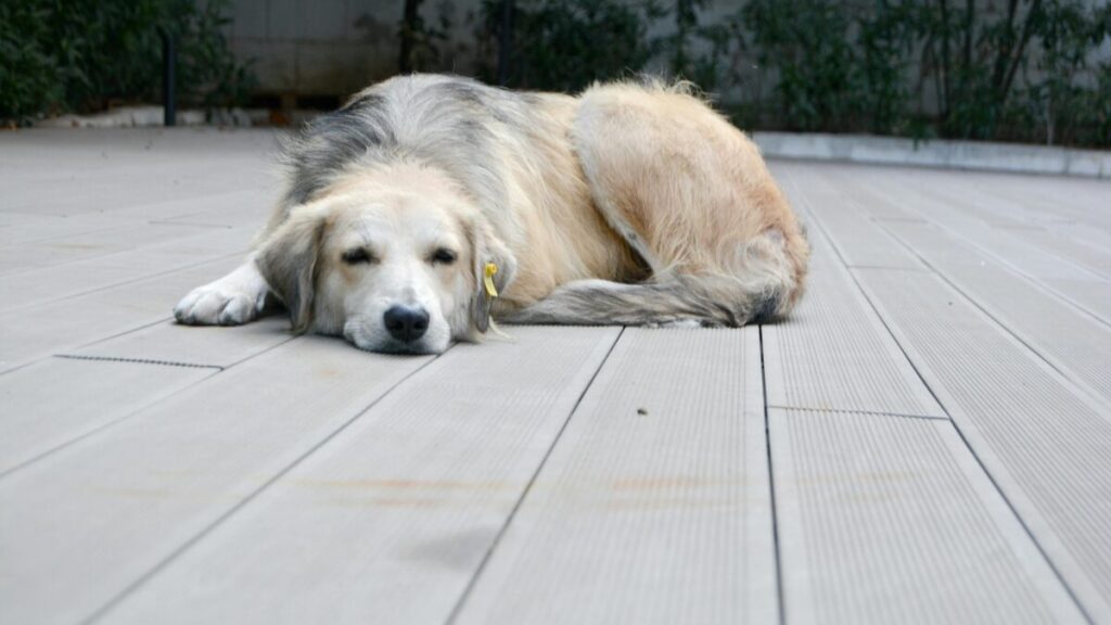 Ansiedade de Separação em Pets