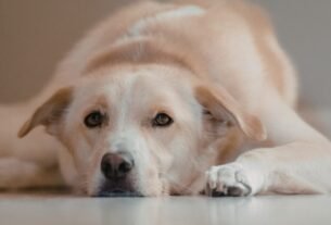 Ansiedade de Separação em Pets