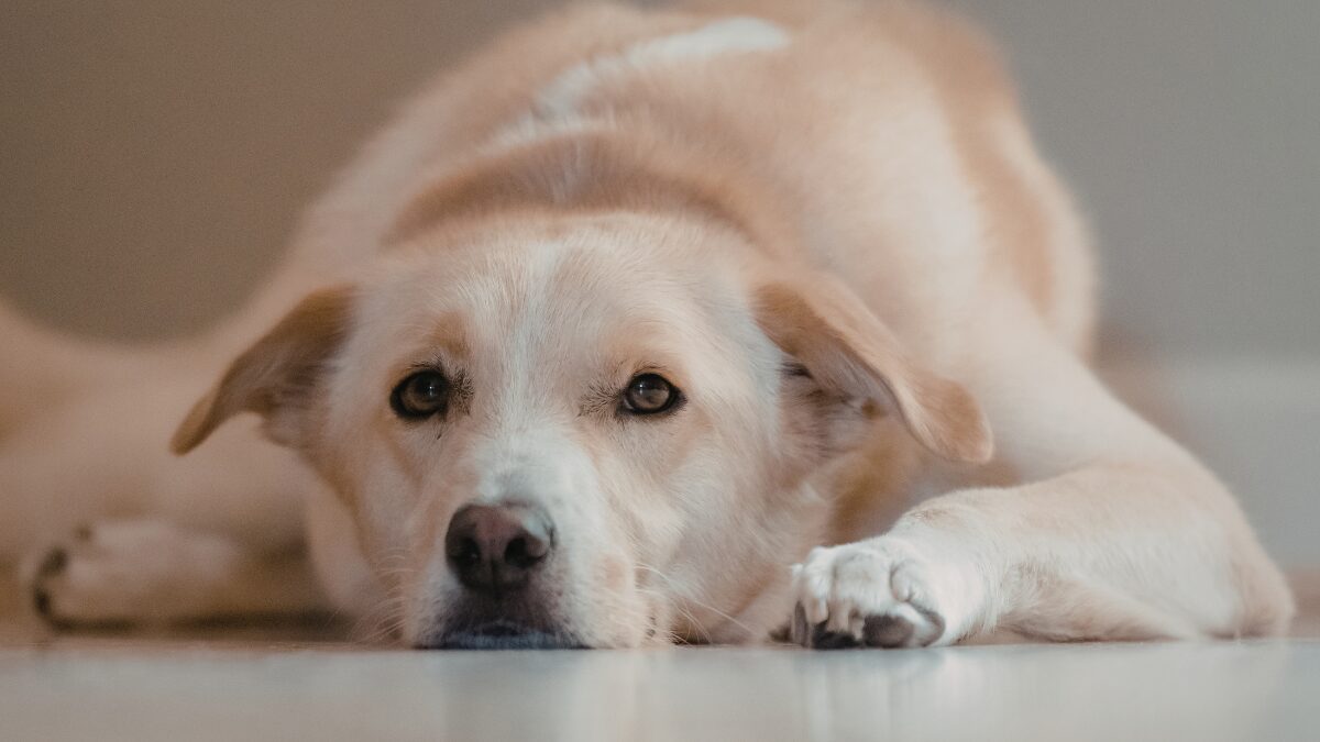 Ansiedade de Separação em Pets