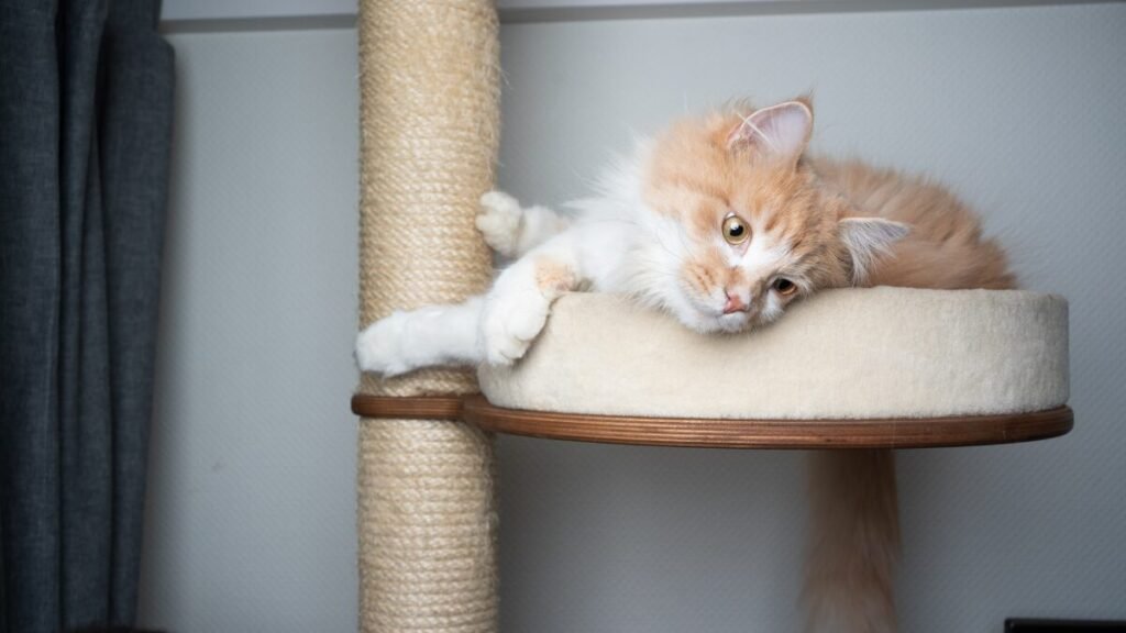 Arranhador para gatos cresce nas buscas