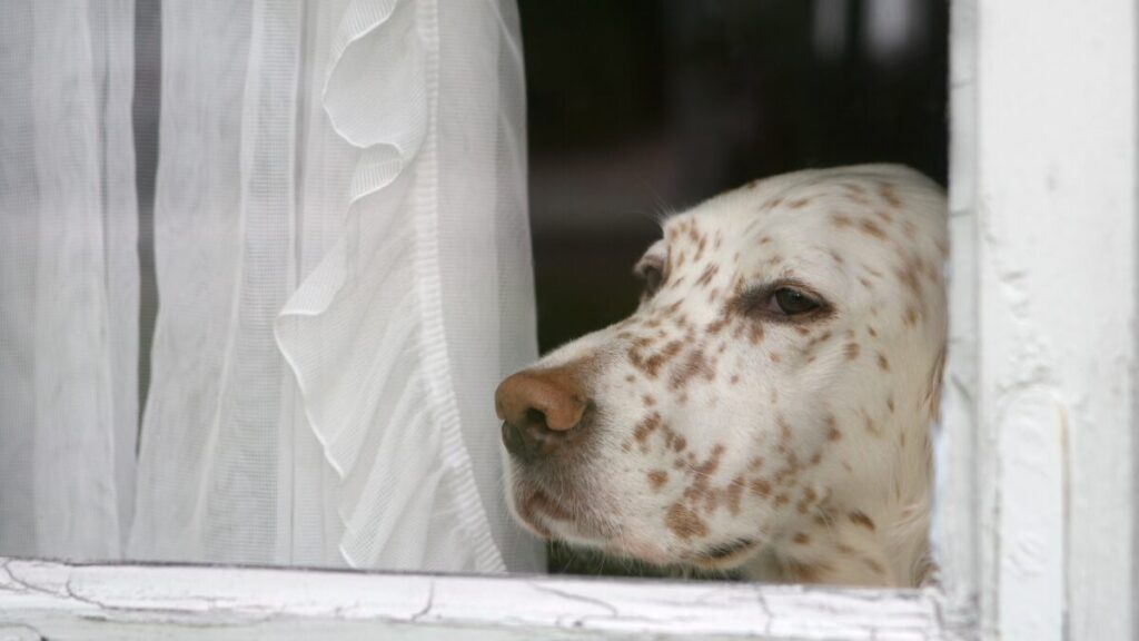Cachorro Sofre de Alopecia