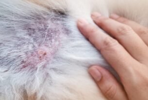 Cachorro Sofre de Alopecia