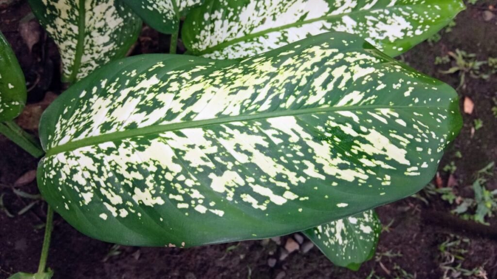 Comigo-ninguém-pode tóxica