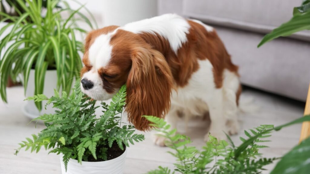 Comigo-ninguém-pode tóxica