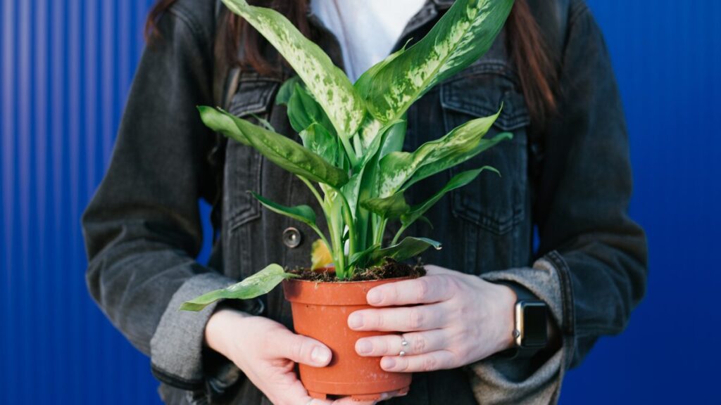 Comigo-ninguém-pode tóxica