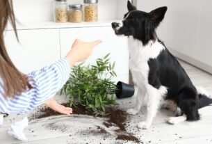 Comigo-ninguém-pode tóxica