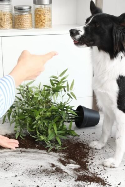 Comigo-ninguém-pode tóxica