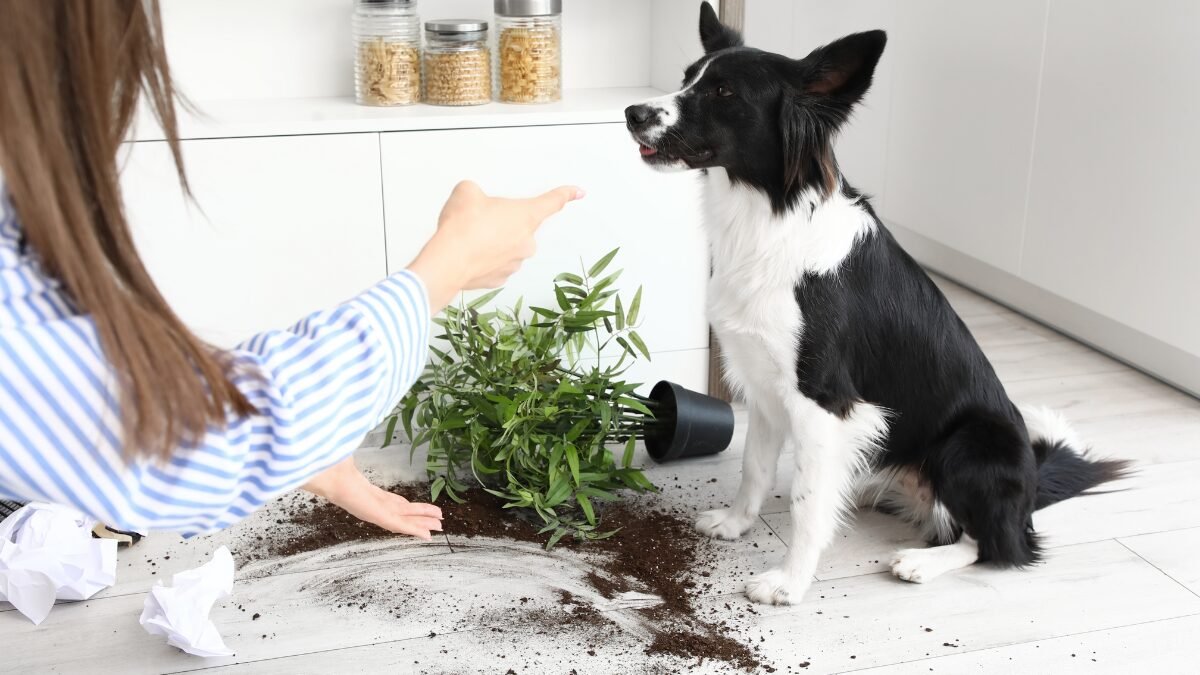 Comigo-ninguém-pode tóxica