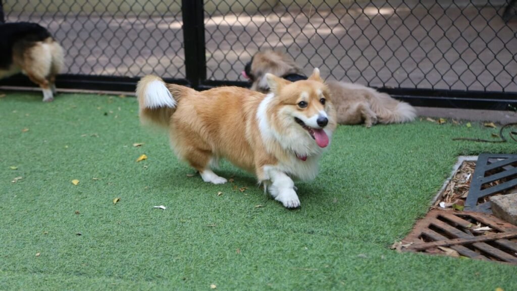 Corgi cachorro feliz ao ar livre