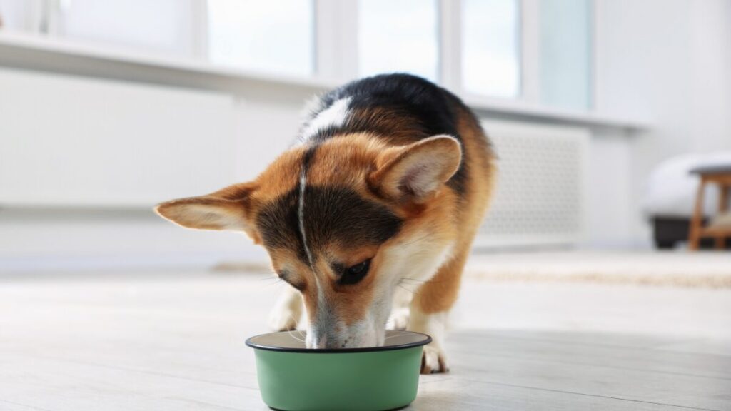 Corgi come por dia como medir