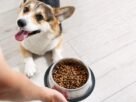Corgi come por dia quantidade ideal