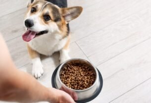 Corgi come por dia quantidade ideal