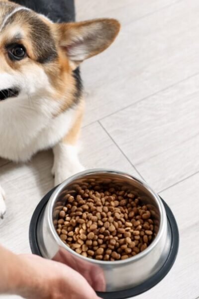 Corgi come por dia quantidade ideal