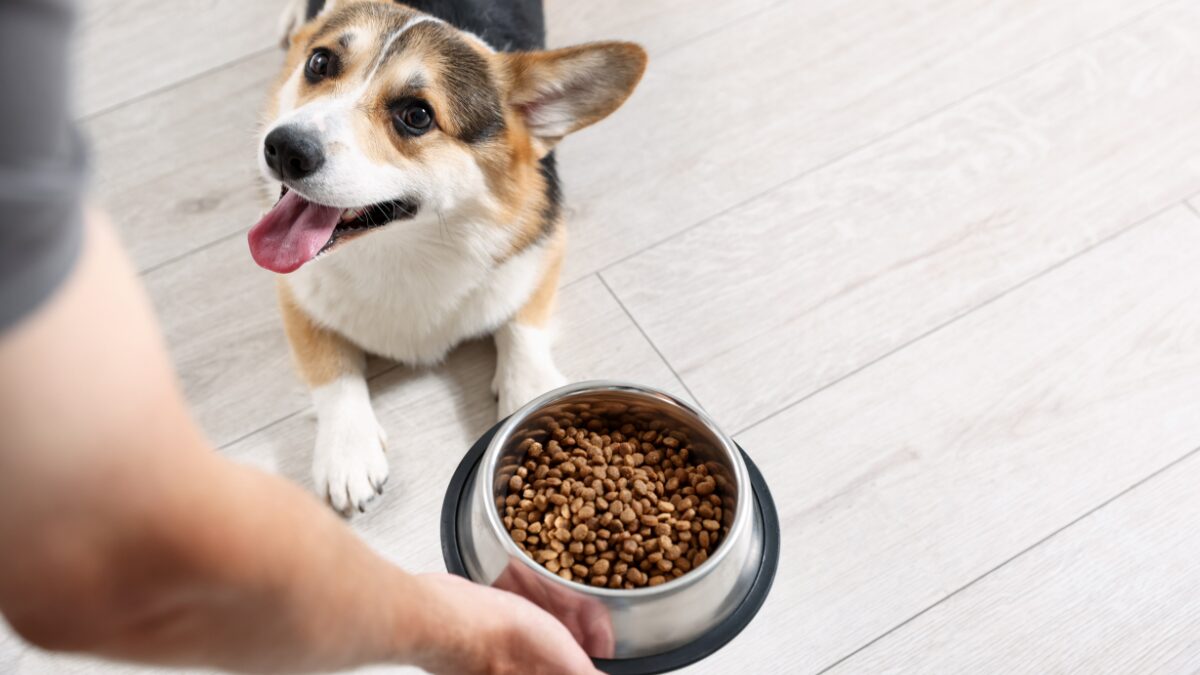 Corgi come por dia quantidade ideal